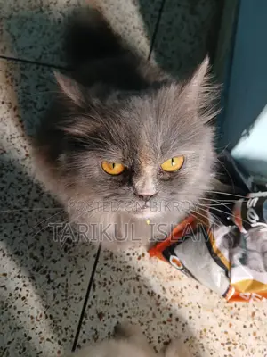 Pure Persian cat