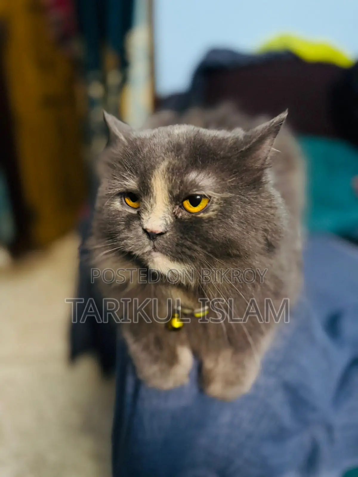 Pure Persian cat