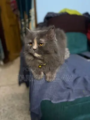 Pure Persian cat