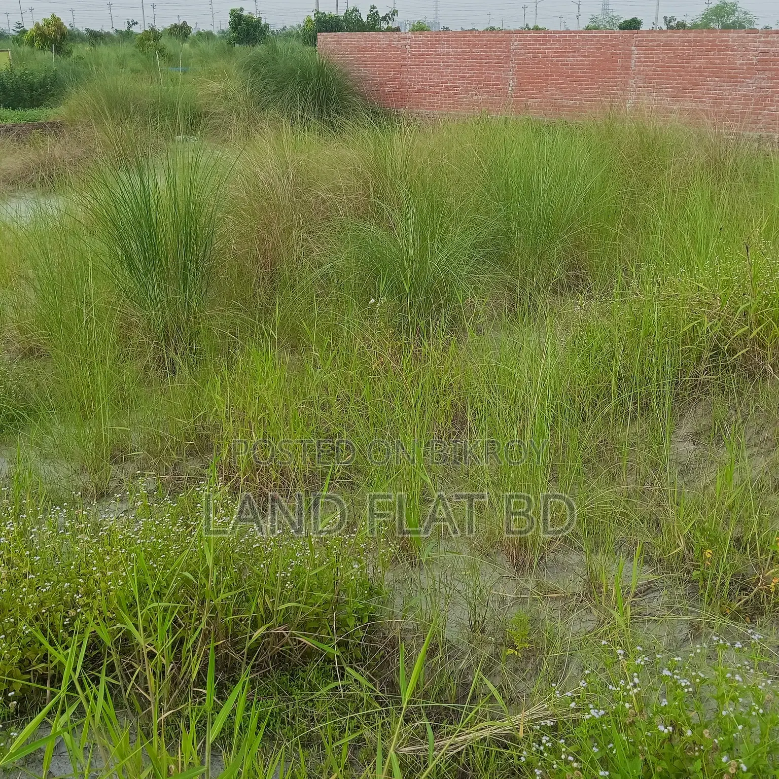 South-Facing Ready Plot for Sale @ 5 Katha