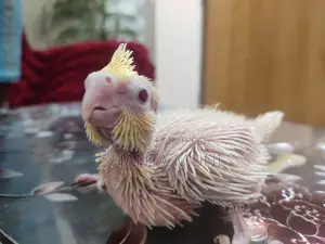 অ্যালবিনো এবং লুটিনো ককাটেল বেবি