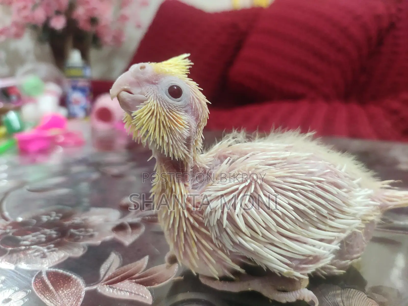 Albino and Lutino Cockatiel Baby