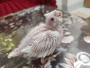 Albino and Lutino Cockatiel Baby