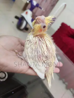 Albino and Lutino Cockatiel Baby
