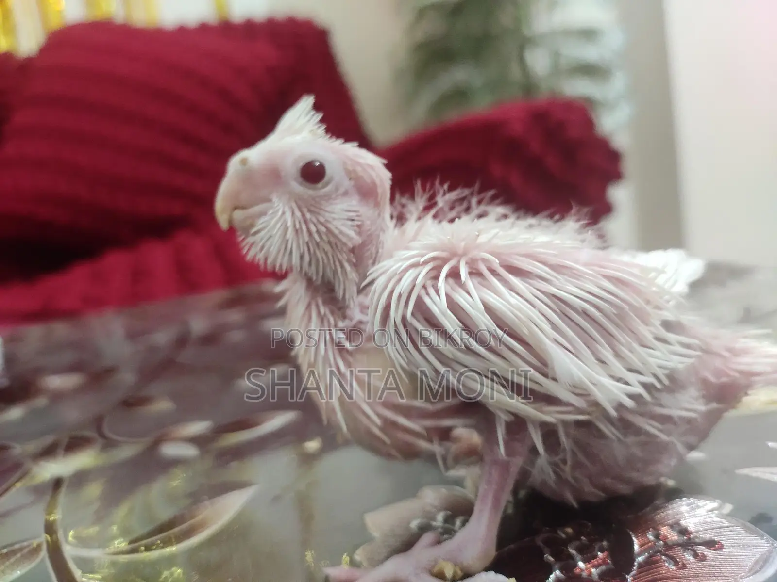 Albino and Lutino Cockatiel Baby