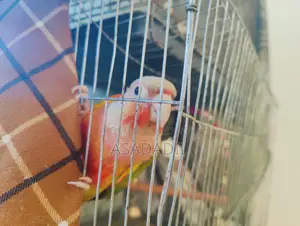 Pineapple Conure fully tame
