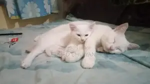 Traditional Persian Male