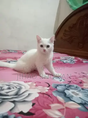 Traditional Persian Male