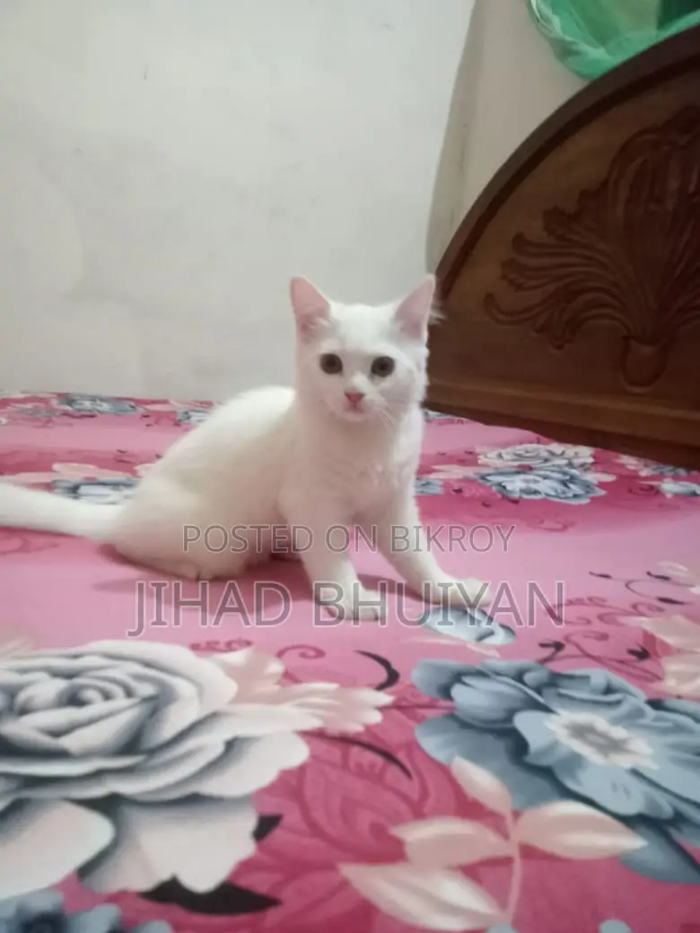 Traditional Persian Male