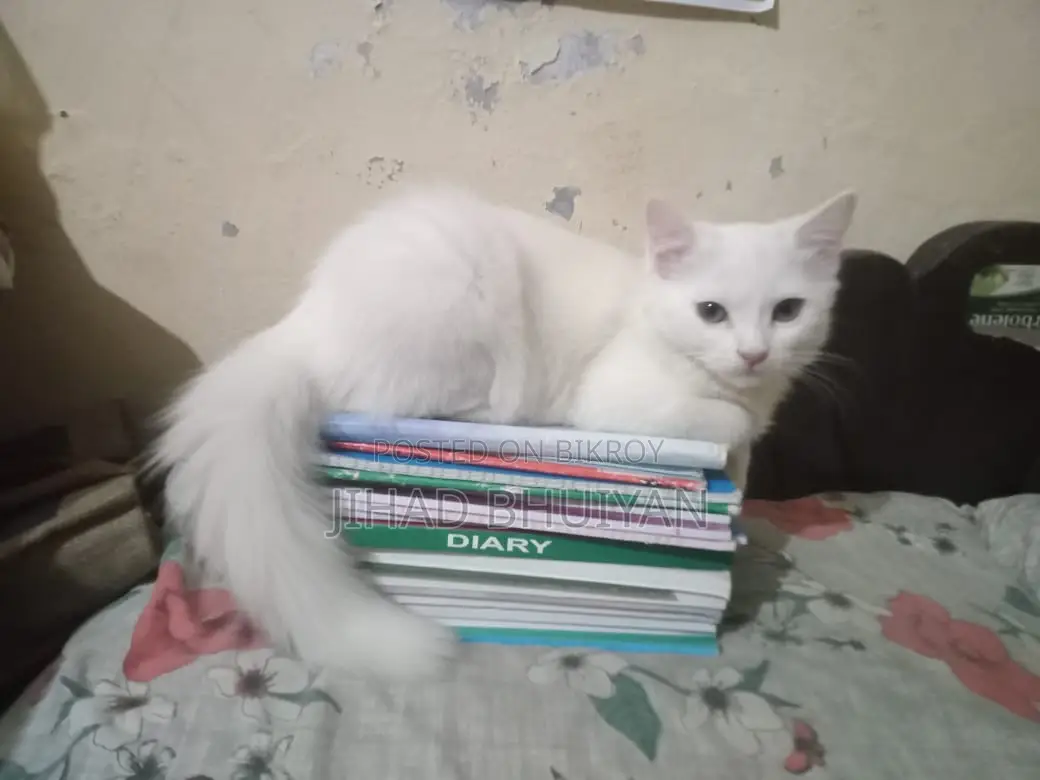 Traditional Persian Male