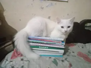 Traditional Persian Male