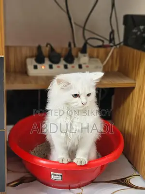 Cat sell