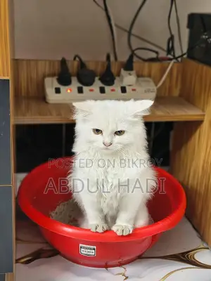 Cat sell