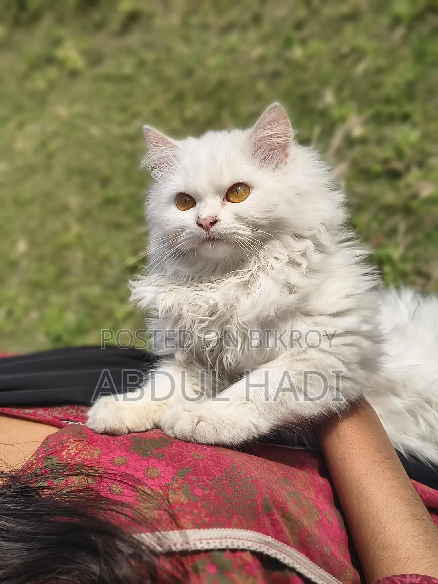 Cat sell