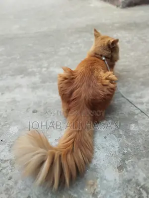 Traditional Persian Cat