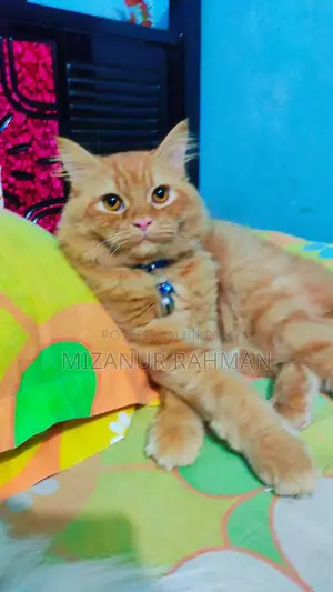 ট্র্যাডিশনাল পার্সিয়ান অ্যাক্টিভ মেল ক্যাট