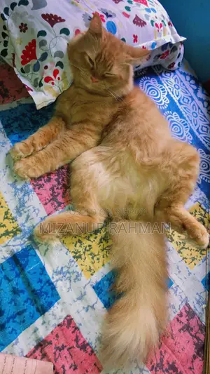 Traditional Persian Active Male Cat
