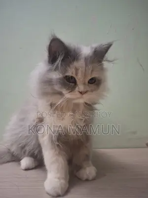 Persian Cat 2.5 Months For Sale