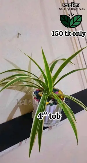 Indoor Plant for sale in Rangpur.