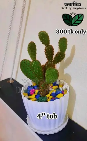Indoor Plant for sale in Rangpur.