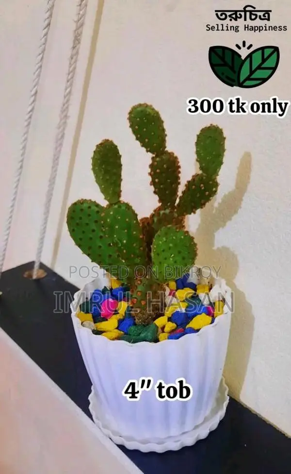 Indoor Plant for sale in Rangpur.