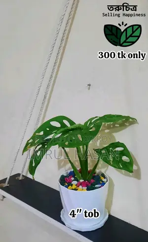 Indoor Plant for sale in Rangpur.