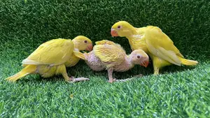 Lutino Ringneck