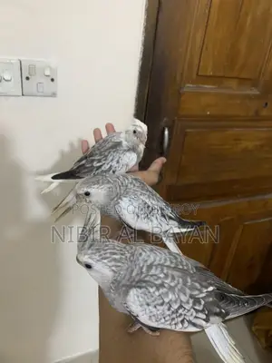 Cokatail Full Tame Albino Chinamon Bird