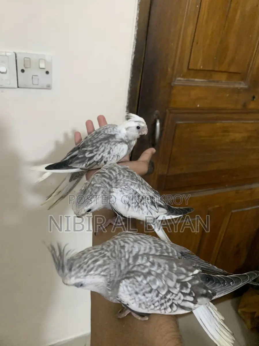 Cokatail Full Tame Albino Chinamon Bird