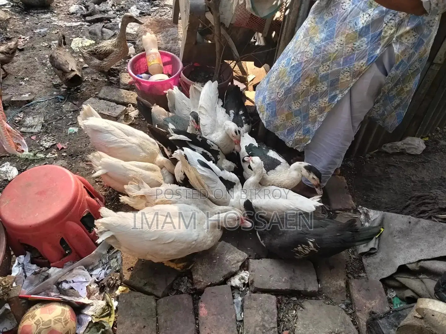 Running Muscovy Ducks for Sale