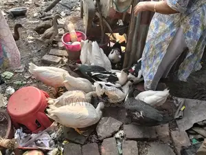 Running Muscovy Ducks for Sale