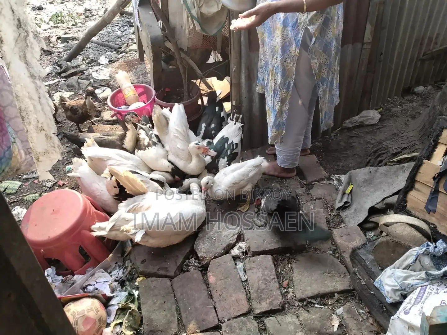 Running Muscovy Ducks for Sale