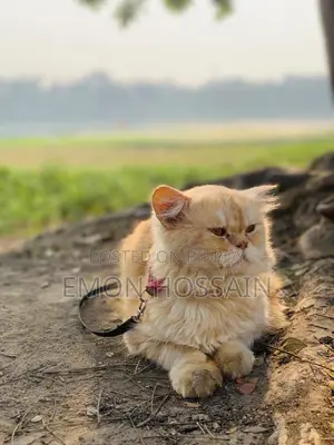 Sell Post Persian Cat