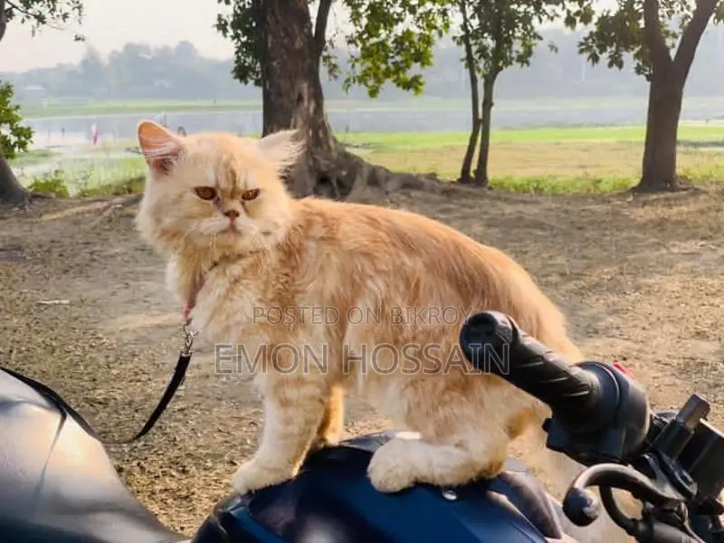 Sell Post Persian Cat
