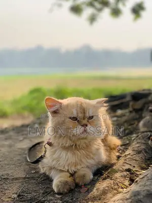 Sell Post Persian Cat