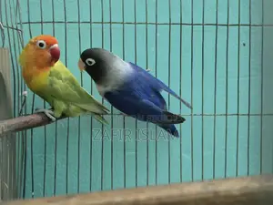 Love Bird Running Pair