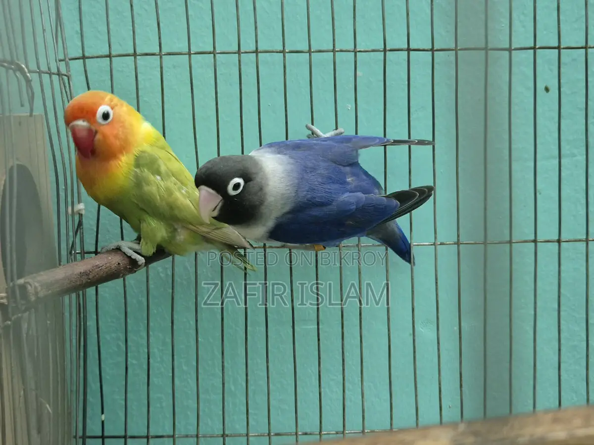 Love Bird Running Pair