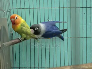 Love Bird Running Pair