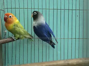 Love Bird Running Pair