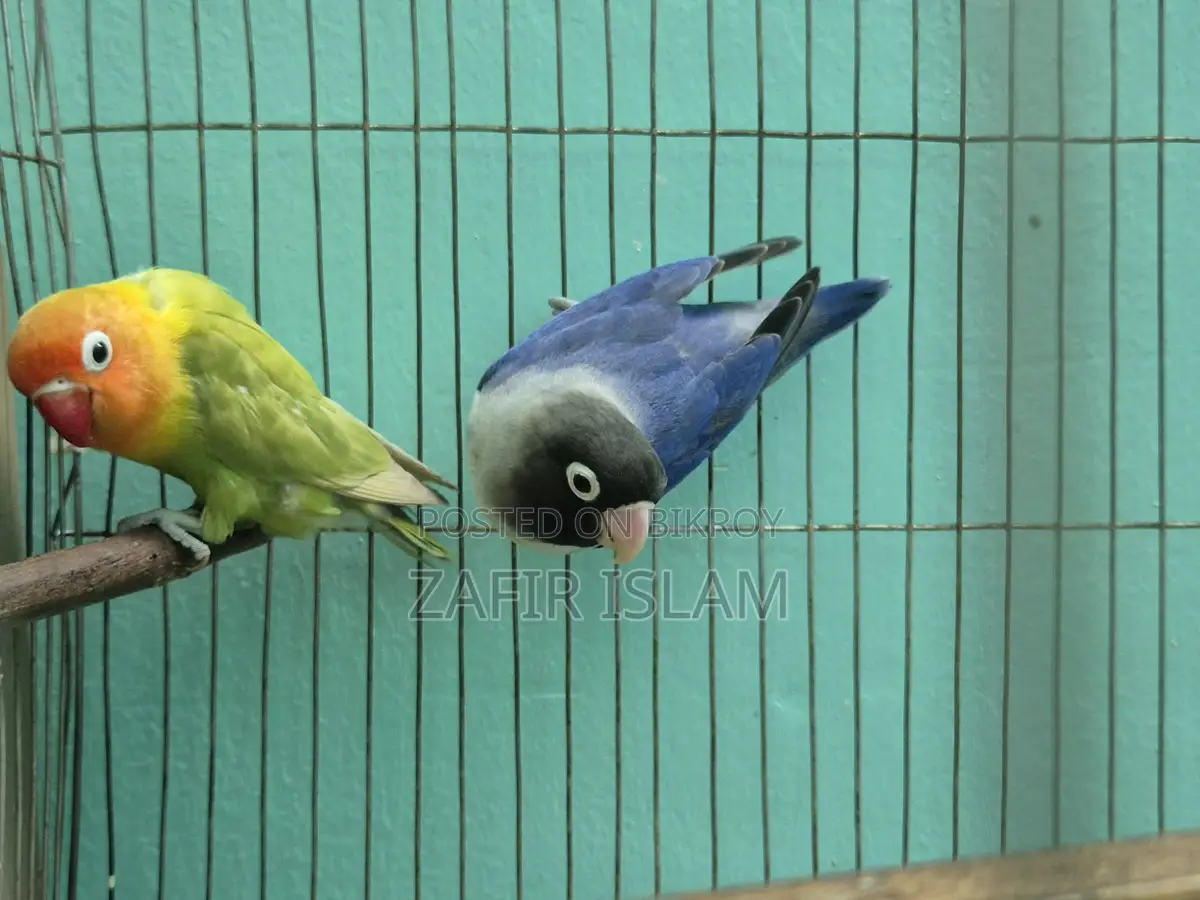 Love Bird Running Pair
