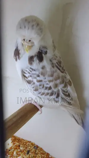 English Exhibition Budgie Female Ready to Breed