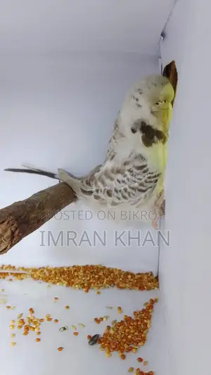 English Exhibition Budgie Female Ready to Breed