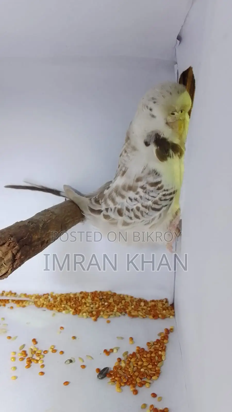 English Exhibition Budgie Female Ready to Breed