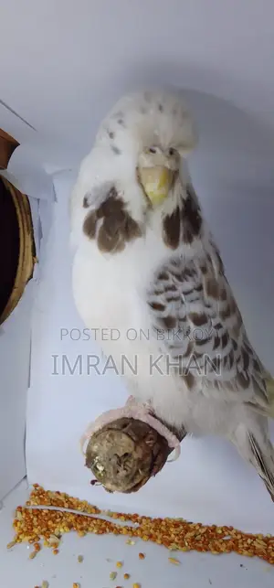 English Exhibition Budgie Female Ready to Breed