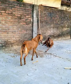 বাড়ির পোষা ছাগল