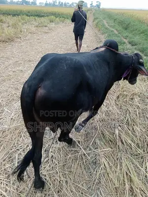 গরু বিক্রি হবে