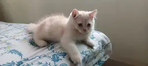 পার্সিয়ান বিড়াল