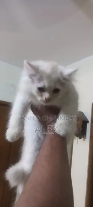 Persian cat