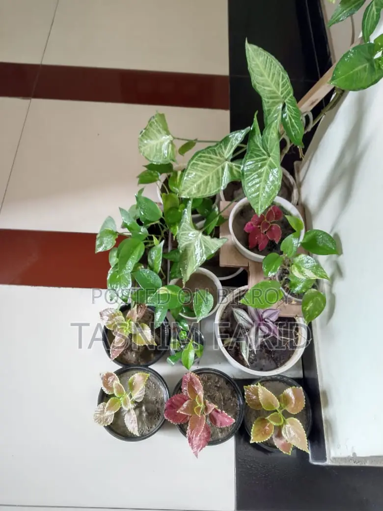 সবগুলো গাছ একসাথে বিক্রি হবে.