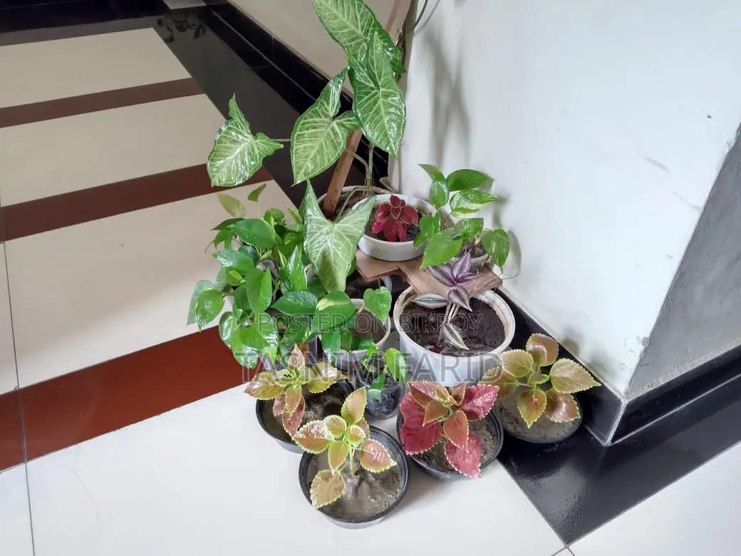 সবগুলো গাছ একসাথে বিক্রি হবে.